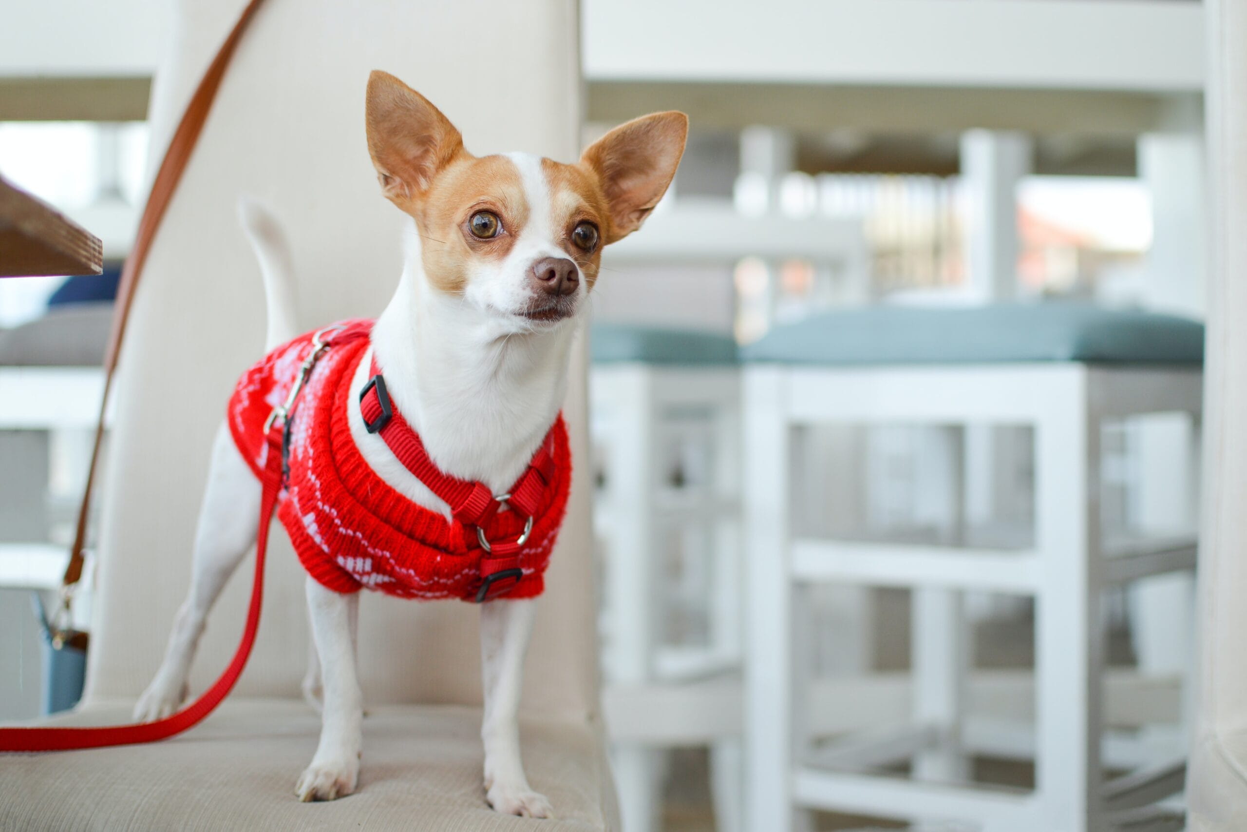 Dog-Supplies-scaled-1