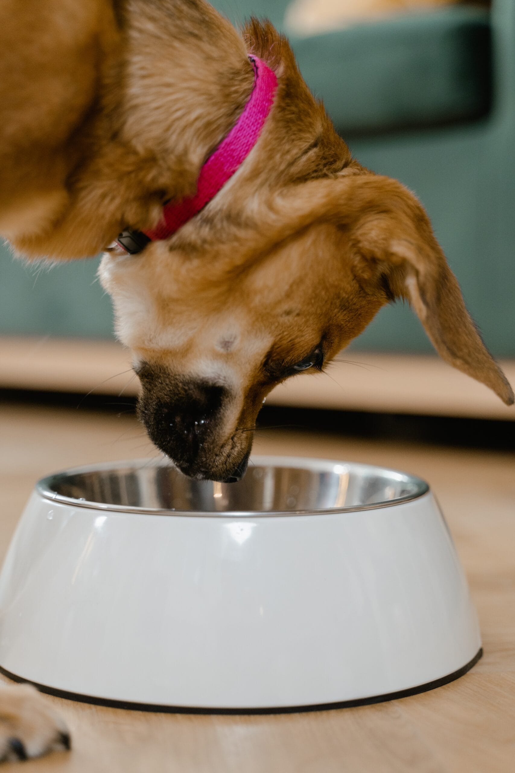 Pet-Bowls-scaled-1