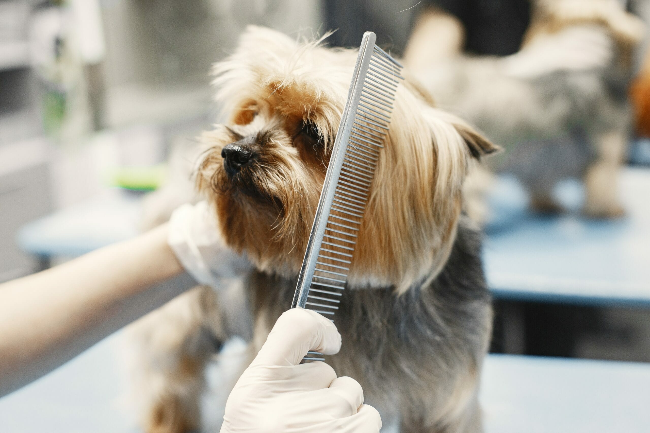 Pet-Grooming-Supplies-scaled-1