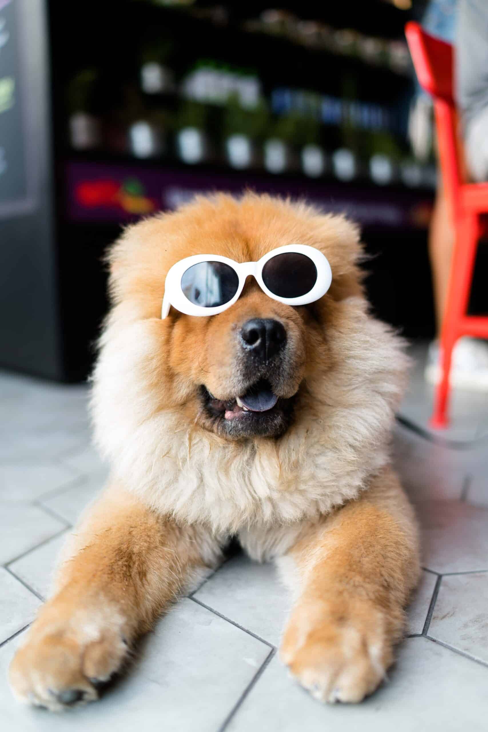 Pet Supplies