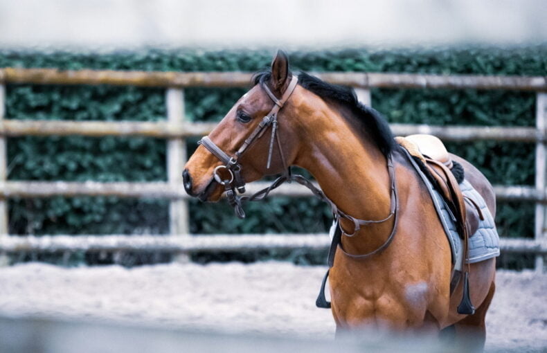 Horse Image